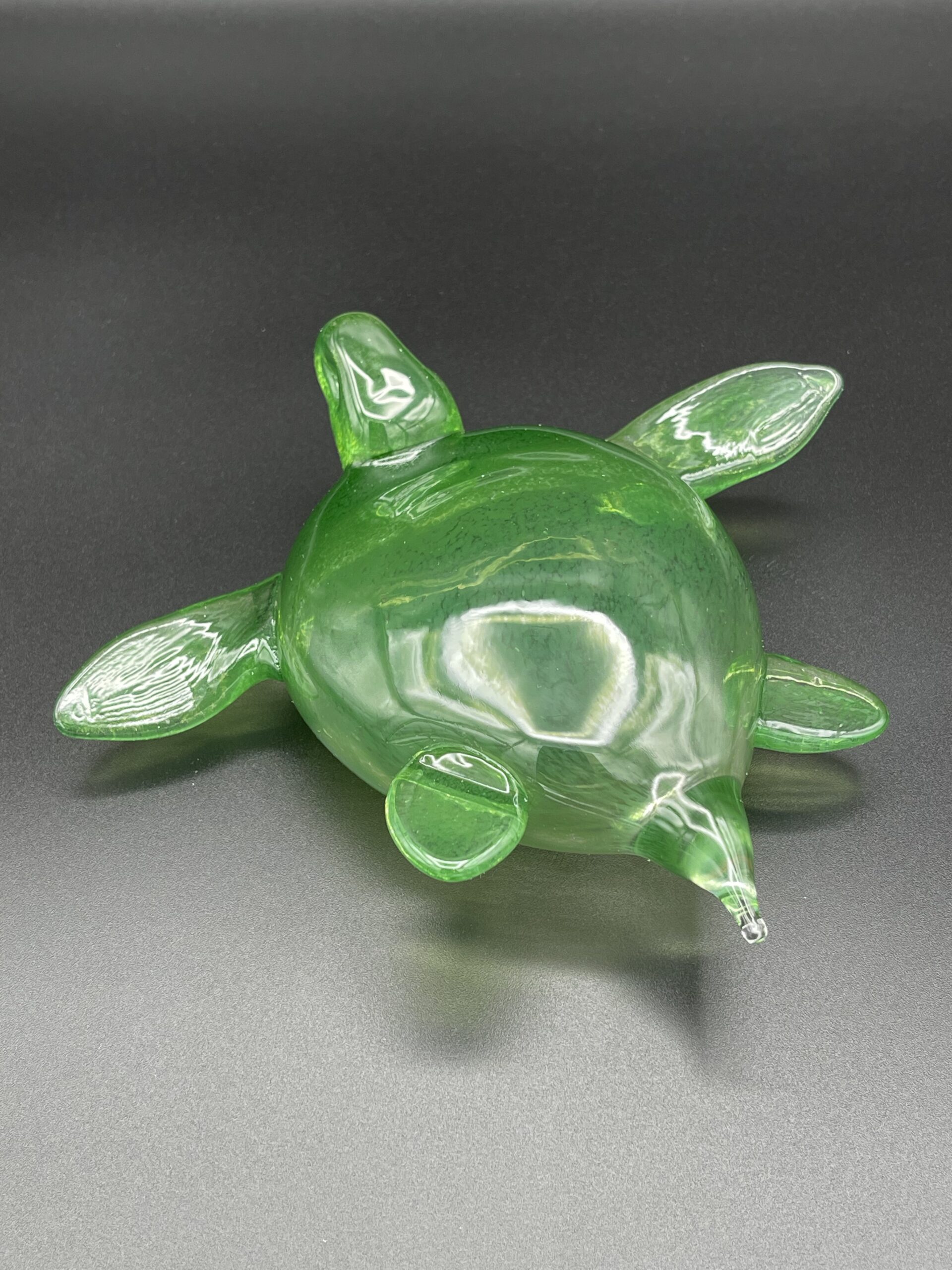 Turtle - Image 7